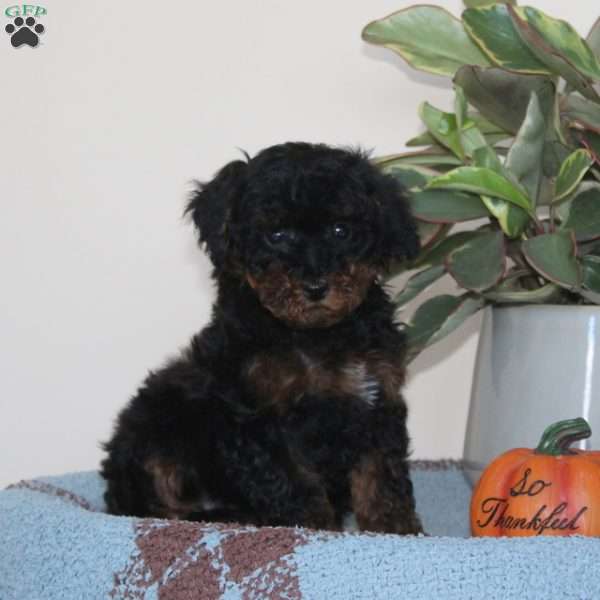 Glee, Cavapoo Puppy